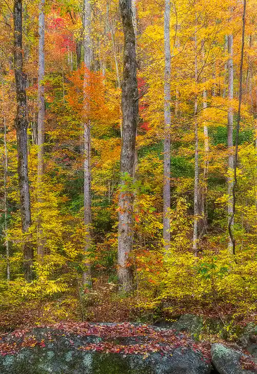Mixed hardwood forest glowing with autumn color above moss-covered boulders in Great Smoky Mountains National Park.