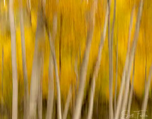 Intentional camera movement (ICM) photo of aspen trunks, autumn colors, Colorado. Photo by Scott Fenton.