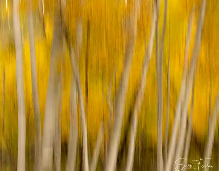 Intentional camera movement of golden aspens along Last Dollar Road in the San Juan Mountains of Colorado.