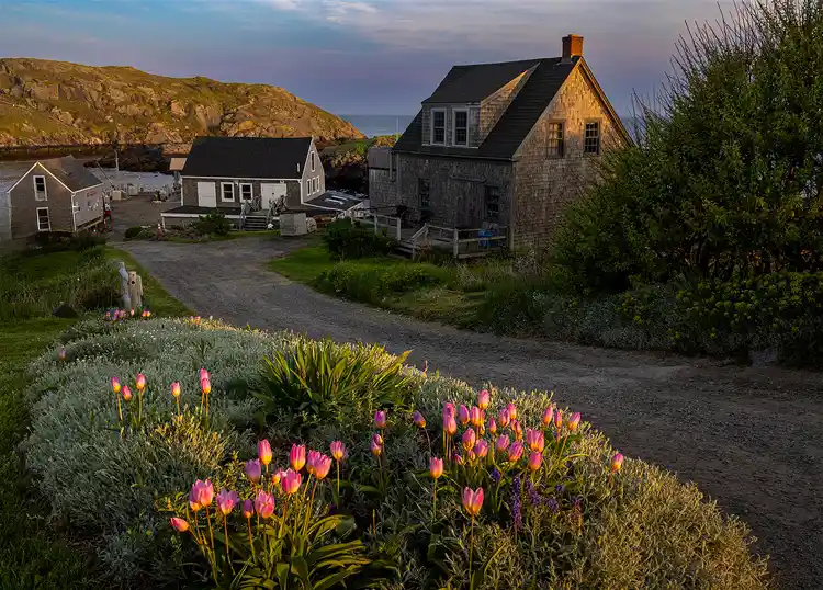 Morning light illuminating a weathered cottage above blooming flowers on Monhegan Island, Maine.