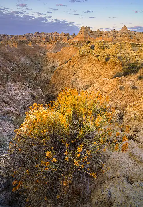 Golden rabbitbrush overlooking the rugged badlands near the Door Trail in Badlands National Park.