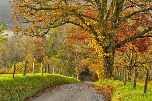 Morning on Sparks Lane, autumn foliage, Great Smoky Mountains. Photo by Dale Sullivan.