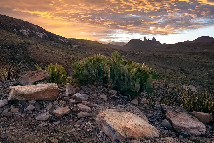 Prickly pear cactus overlooking the Mule Ears beneath a colorful sunrise sky in Big Bend National Park.