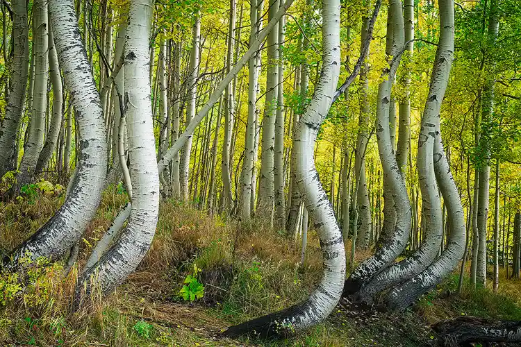 Curving aspen trunks in an autumn forest near Ophir in the San Juan Mountains of Colorado.