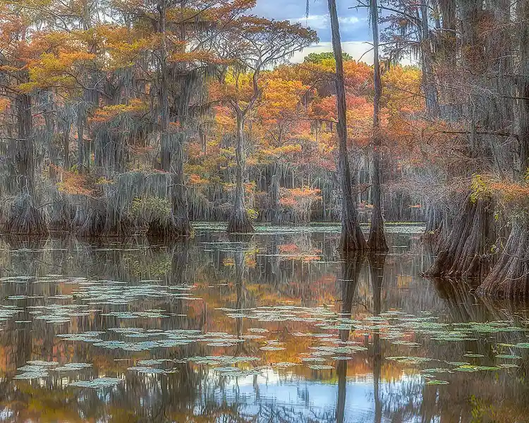 Still water dotted with lily pads reflecting autumn cypress trees draped with Spanish moss at Caddo Lake.