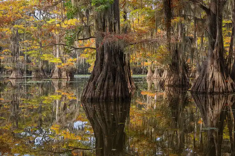 Still water reflecting towering cypress trees draped with Spanish moss at Caddo Lake.