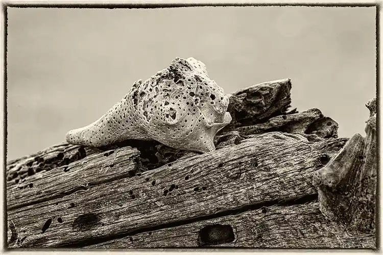 Weathered seashell resting on driftwood at Botany Bay's Boneyard Beach.