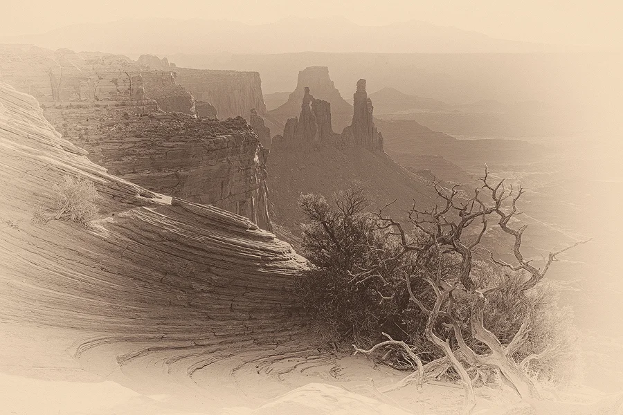 Gnarled dead tree clinging to sweeping slickrock above sandstone towers in Canyonlands National Park.