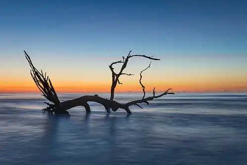 Sunrise, dead tree on Driftwood Beach, Jekyll Island. Ocean waves. Photo by Rick Thompson.