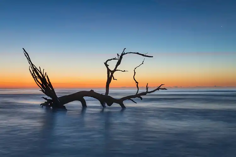 Twisted driftwood silhouetted against the colorful dawn at Driftwood Beach on Jekyll Island.