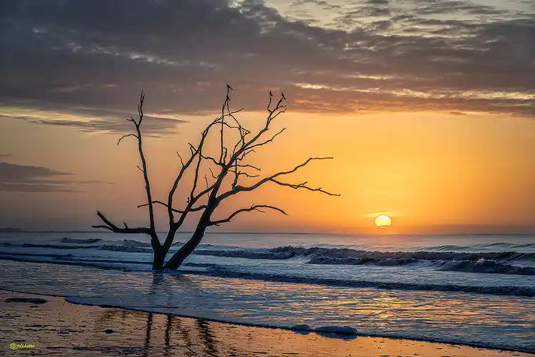 Rising sun beside a weathered tree at Botany Bay's Boneyard Beach.