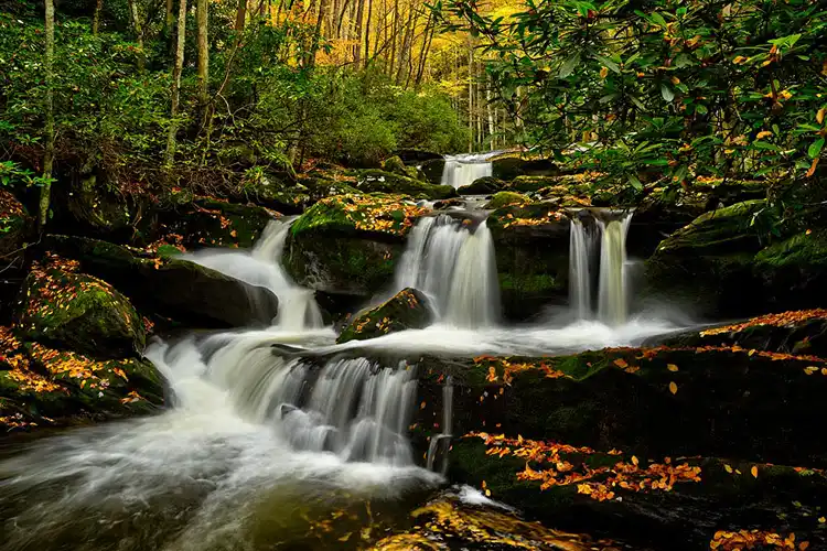 Cascading mountain stream flowing over moss-covered rocks beneath beneath colorful autumn trees in Great Smoky Mountains National Park.