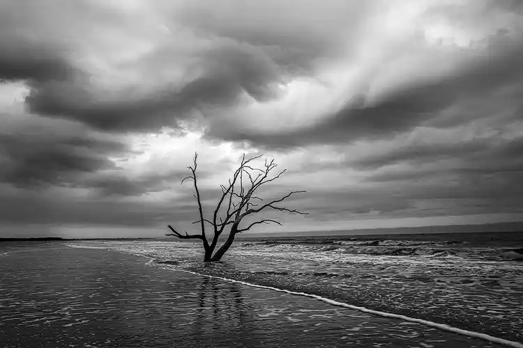 Weathered tree beneath a turbulent sky at Botany Bay's Boneyard Beach.