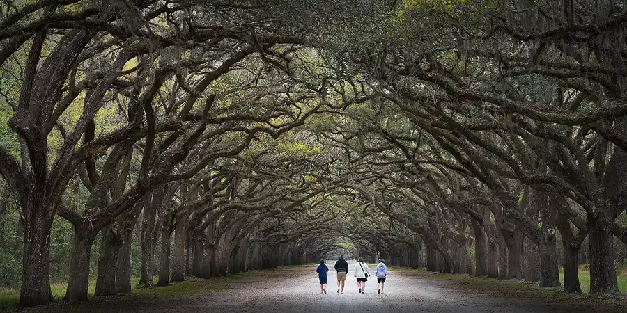 Visitors walking along the avenue of moss-draped live oaks at Wormsloe Historic Site.