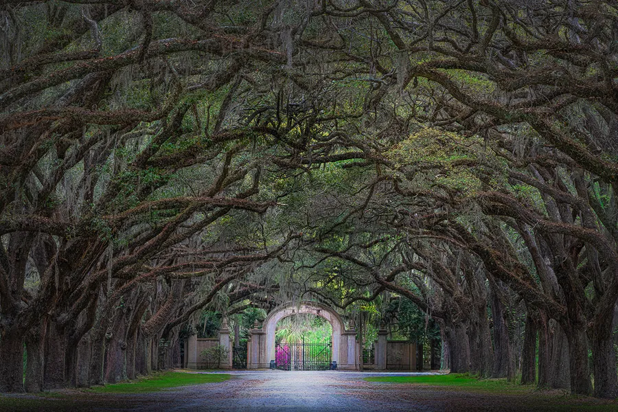 Live oak trees arching over the avenue leading to the historic entrance gate at Wormsloe Historic Site near Savannah, Georgia.