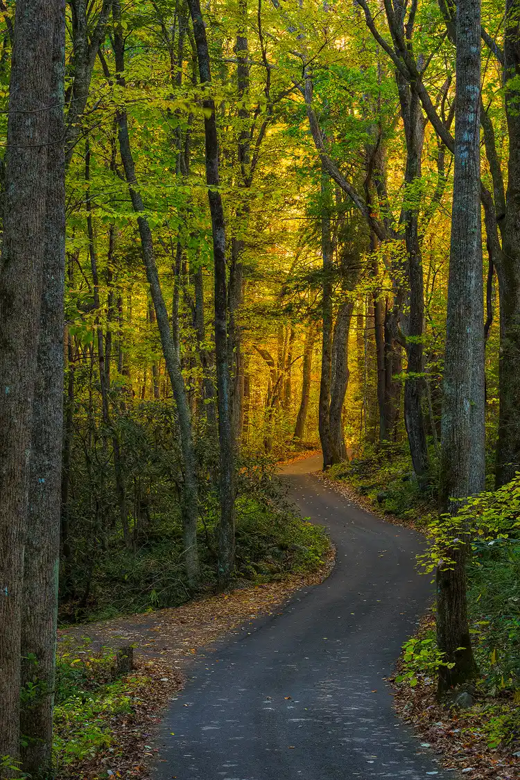 Fall forest along Roaring Fork Road in Great Smoky Mountains National Park.