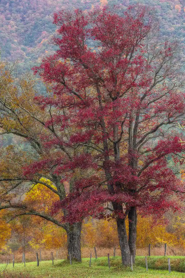 Red tree in Cades Cove, Great Smoky Mountains National Park.
