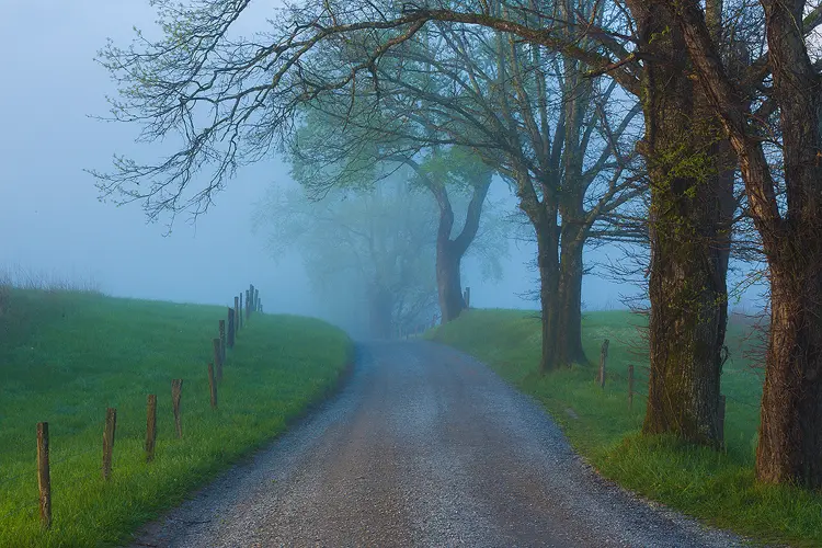 Workshop location; The sun is just starting to break through the fog on this Spring morning. Hyatt Lane emerges from the bottom of the image and climbs a small hill before twisting out of sight. A post and wire fence tracks through green grass on the left side of this narrow, dirt lane. Evenly spaced, large trees line the right side of the lane and the furthest ones disappear in the fog. Cades Cove, Great Smoky Mountains National Park.