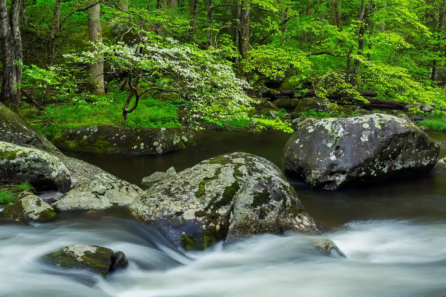 Dogwood blossoms over a river in Great Smoky Mountains National Park in spring.