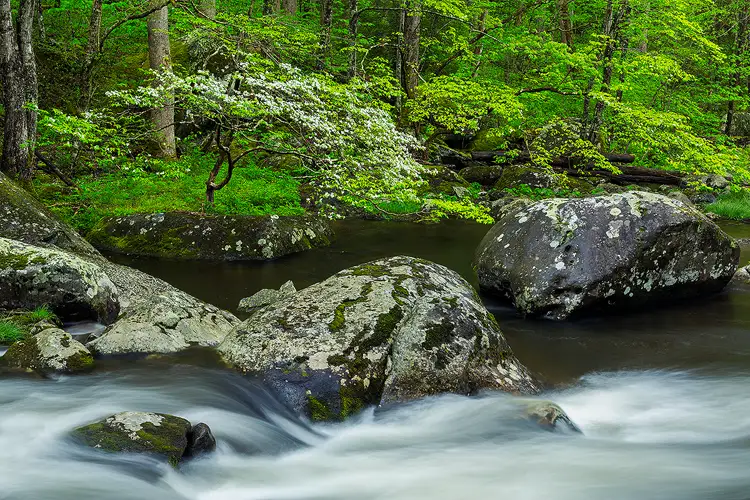 Dogwood blossoms and river in Great Smoky Mountains National Park in spring.