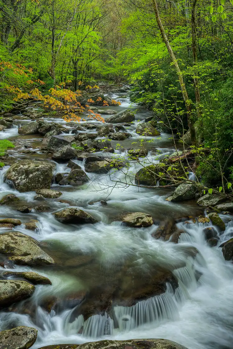 Workshop location; This vertical image show the diversity of color available as leaves unfurl in Spring. Various hues of green, orange and red fill the forest above this spectacular section of cascades on the middle prong of the Little River in Great Smoky Mountains National Park.