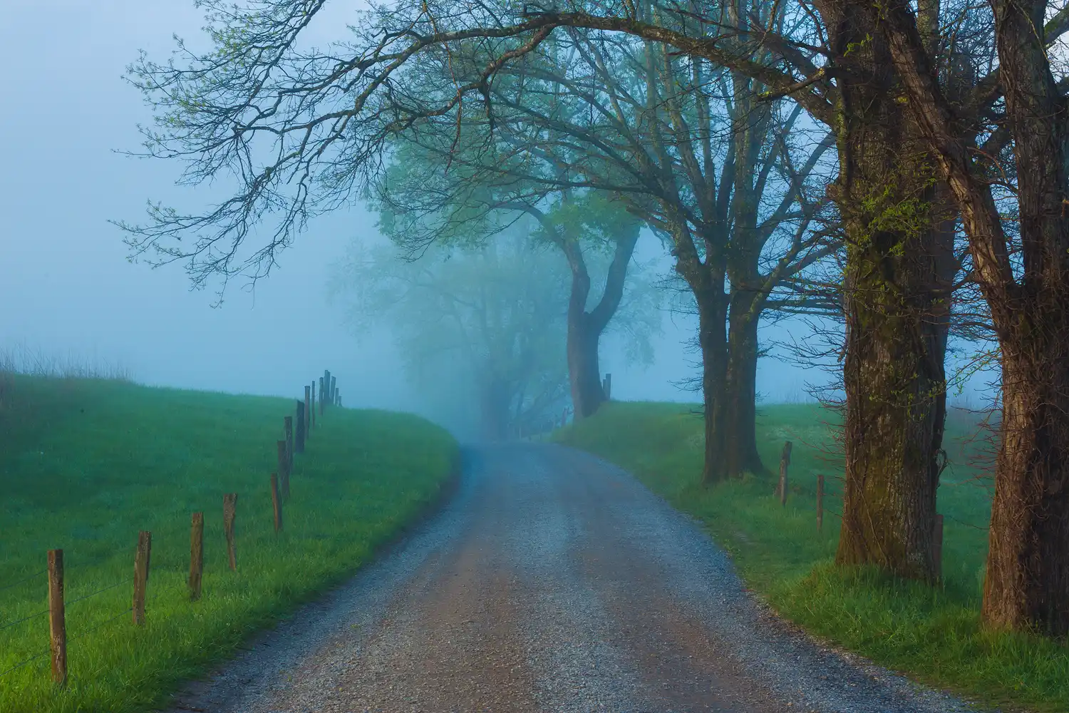Foggy lane in Cades Cove, Great Smoky Mountains National Park, in spring.