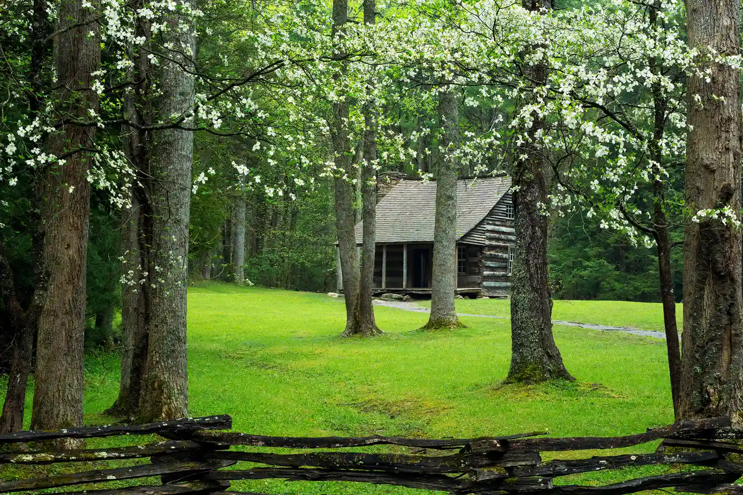 Carter Shields cabin in the Smokies in spring with dogwood blossoms.