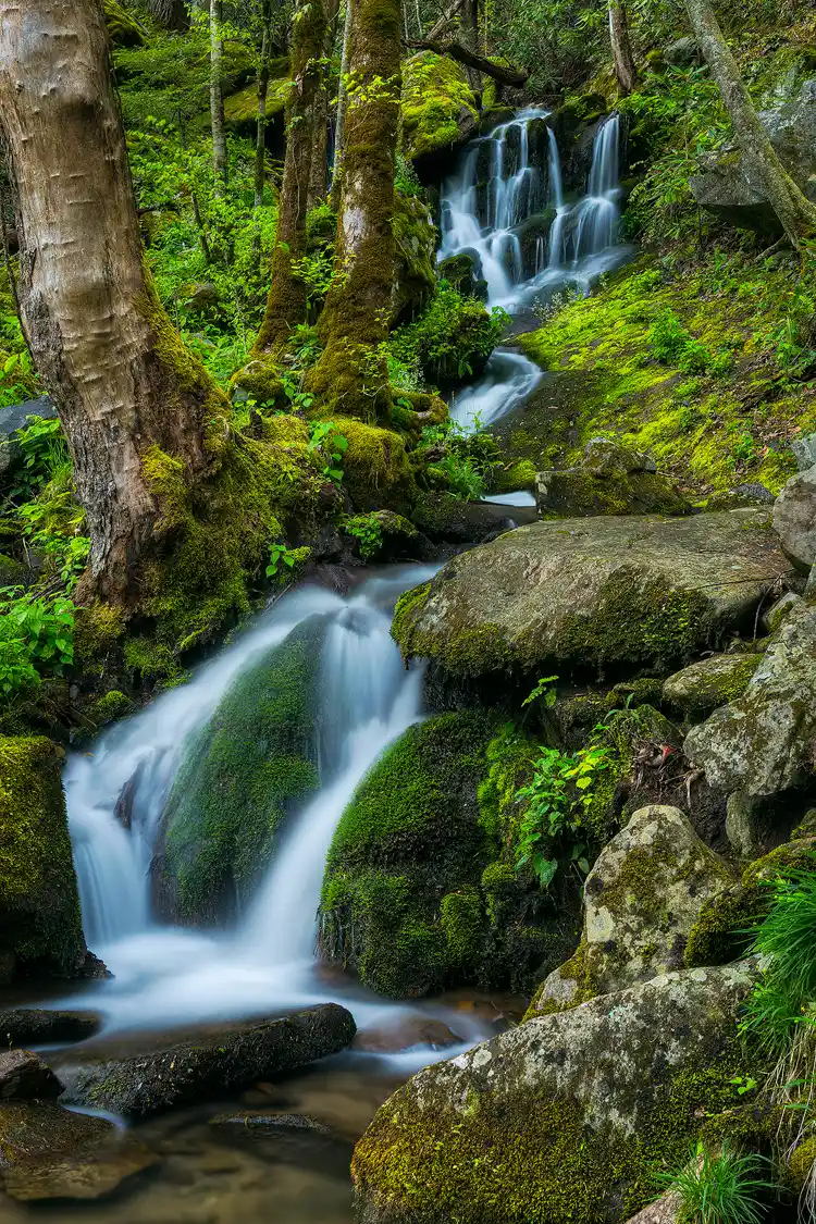 Waterfall in a mossy forest in Great Smoky Mountains National Park in spring.