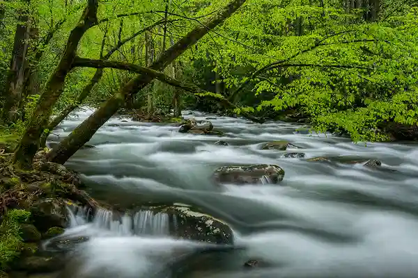 Newly unfurled, vibrant green leaves adorn the forest and spread across tree branch archways covering the swollen, spring rivers and streams of Great Smoky Mountains National Park. Photographers delight in the yearly rebirth of this magnificent national park.